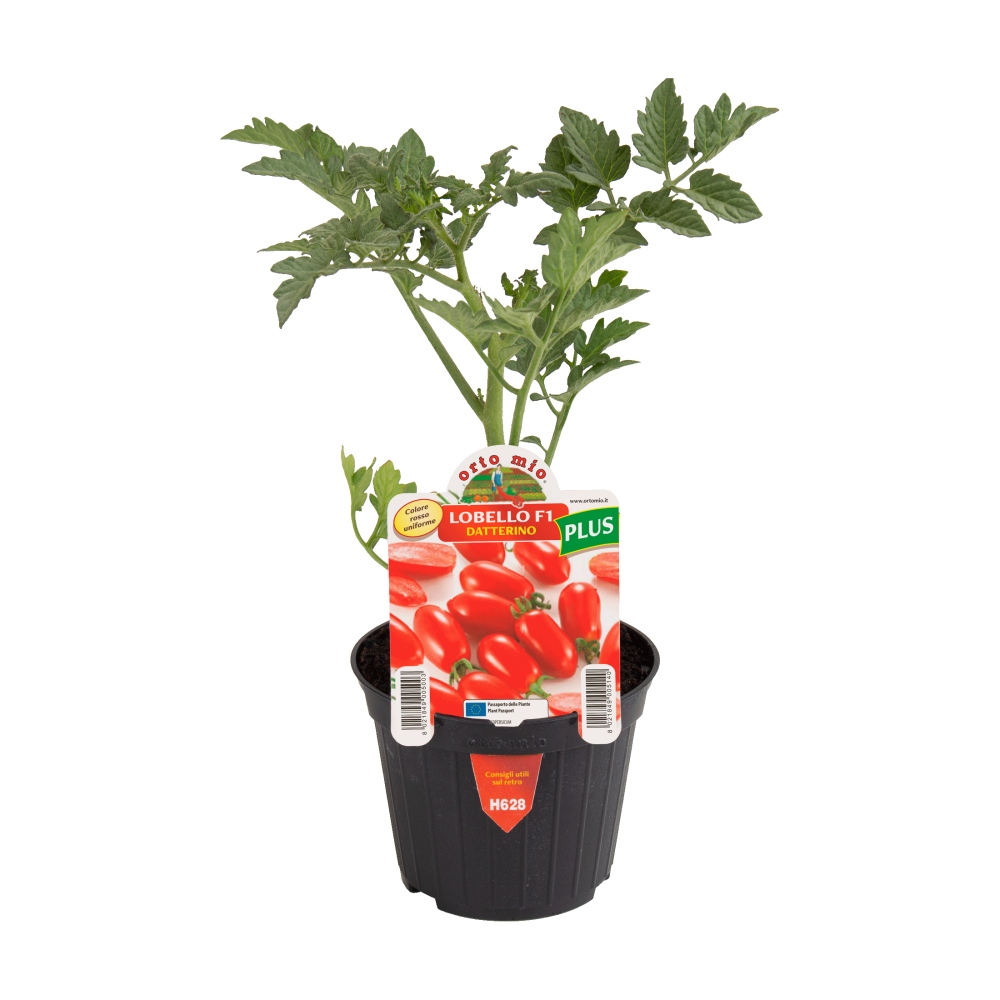 Neroubovaná sadba - Rajče Lobello/Billy F1 květináč 10cm