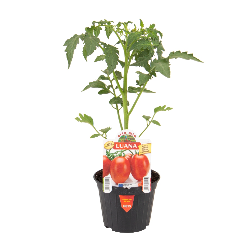 Neroubovaná sadba - Rajče Luana F1 květináč 10cm