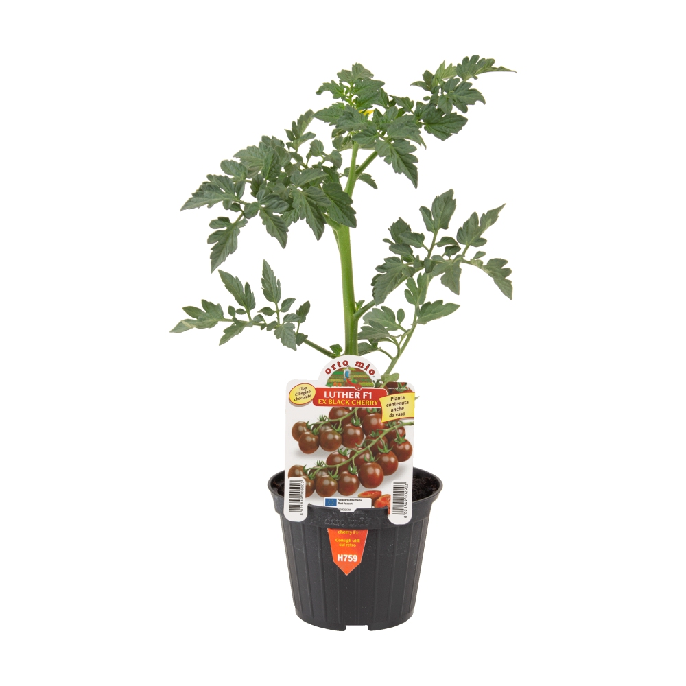 Neroubovaná sadba - Rajče Luther F1 květináč 10cm