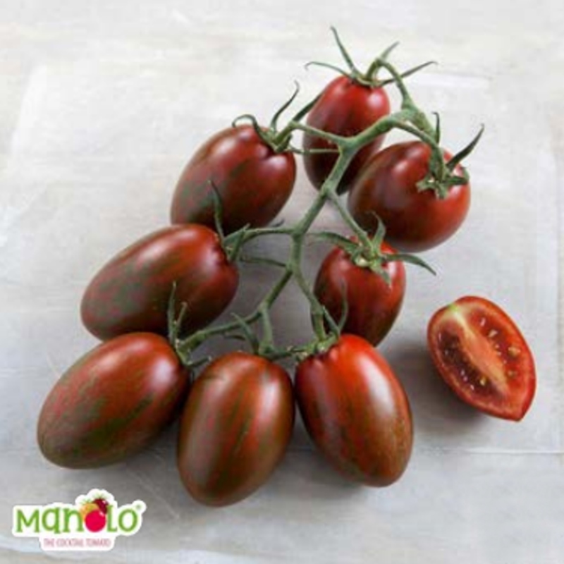 Neroubovaná sadba - Rajče Manolo Funnybees neroubované květináč 10,5cm