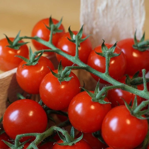 Roubovaná sadba - Rajče Manolo Red roubované 12cm