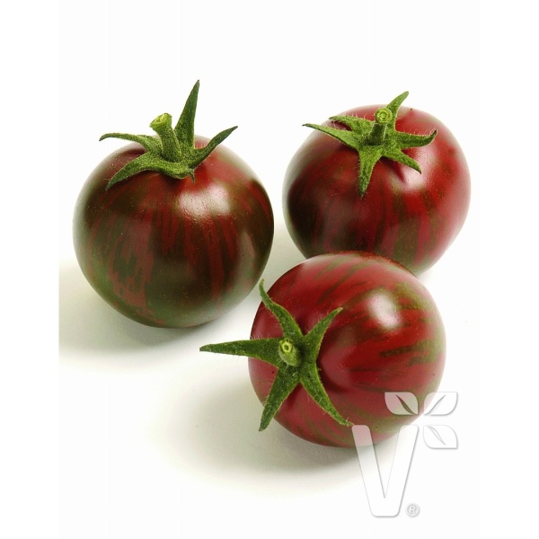 Roubovaná sadba - Rajče Manolo Tiger roubované 12cm