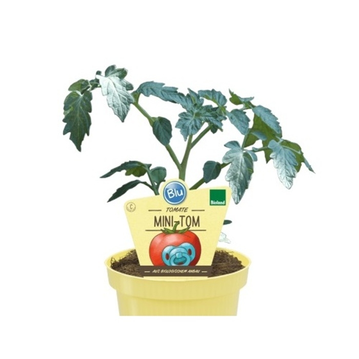 Bylinky - Rajče 'Mimi Tom' BIO květináč 12cm