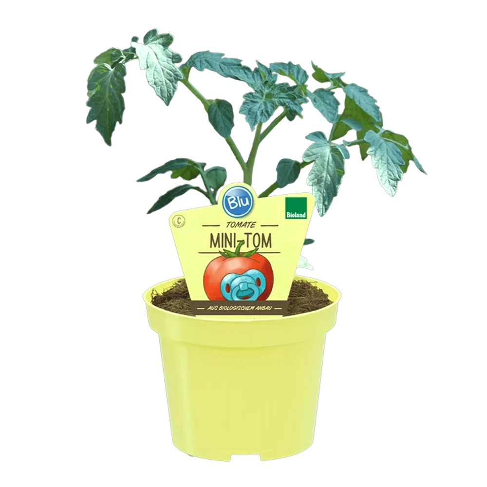 Bylinky - Rajče 'Mimi Tom' BIO květináč 12cm