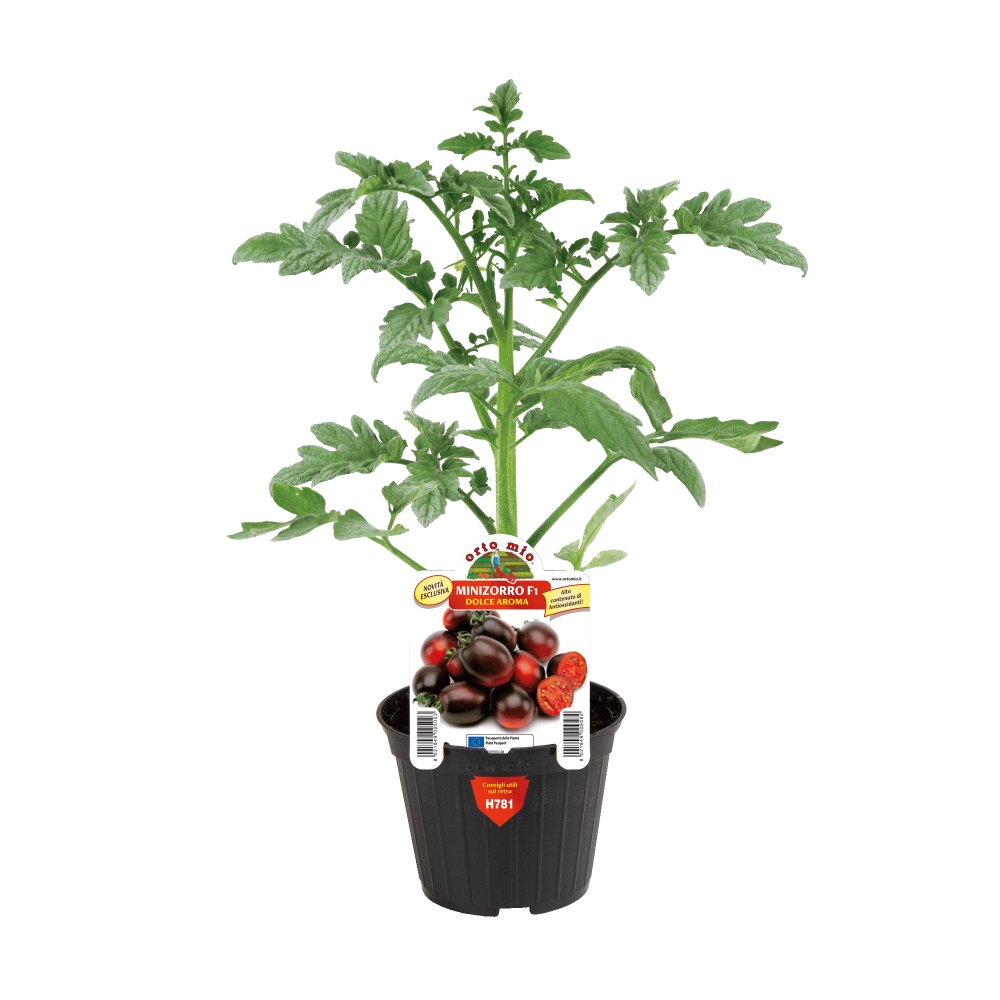 Neroubovaná sadba - Rajče Minizorro F1 květináč 10cm