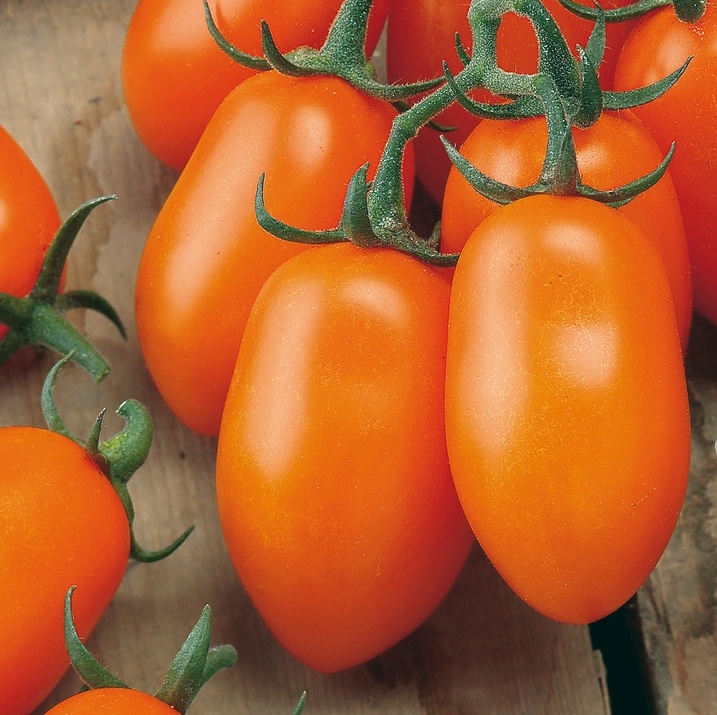 Rostliny - Rajče Mirado Orange F1 roubované 12cm