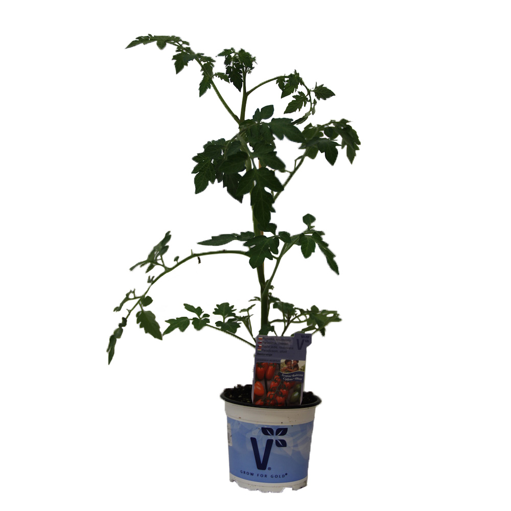 Rajče Mirado Orange F1 roubované 12cm-0