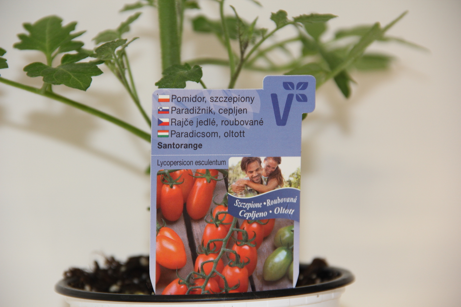 Rajče Mirado Orange F1 roubované 12cm-1