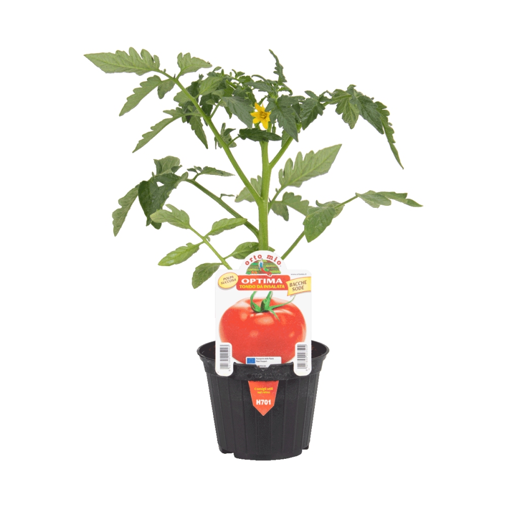 Neroubovaná sadba - Rajče Optima F1 květináč 10cm