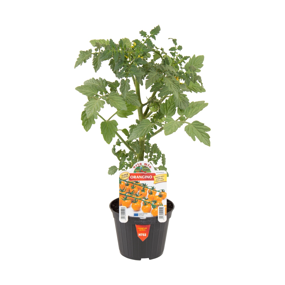 Neroubovaná sadba - Rajče 'Orangino/Oranbello' květináč 10cm
