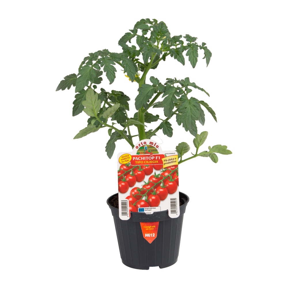 Neroubovaná sadba - Rajče Pachitop F1 květináč 10cm