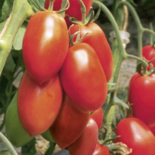 Roubovaná sadba - Rajče Patia Red roubované 12cm