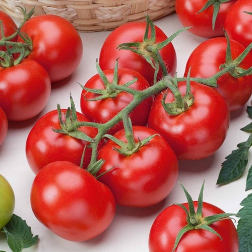 Neroubovaná sadba - Rajče Phantasia neroubované 12cm