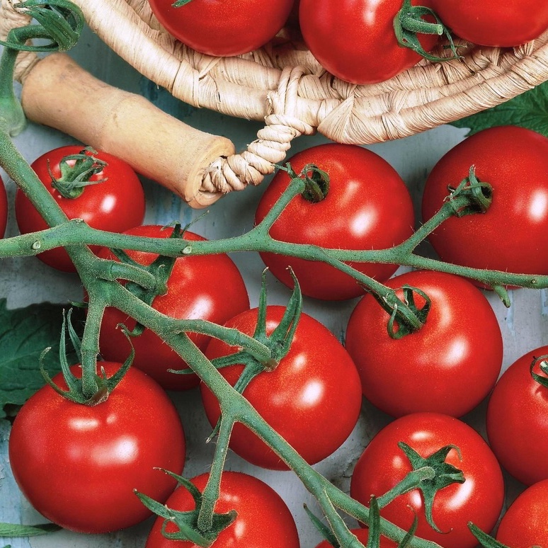 Roubovaná sadba - Rajče 'Picolino' roubované 12cm