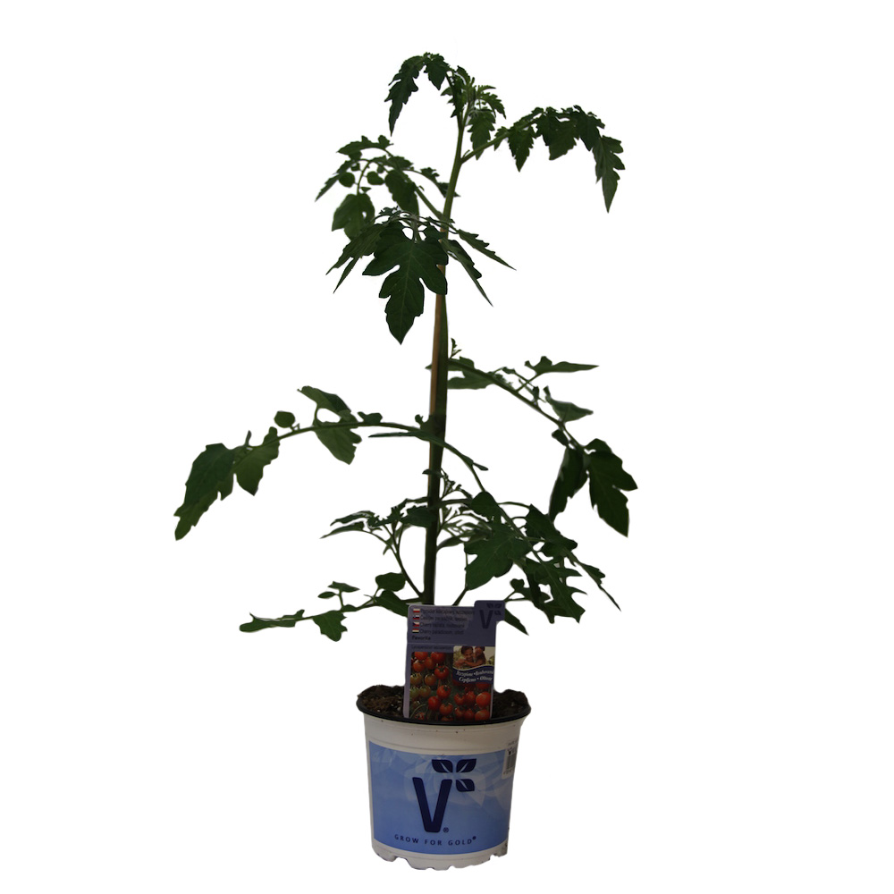 Rajče 'Picolino' roubované 12cm-0