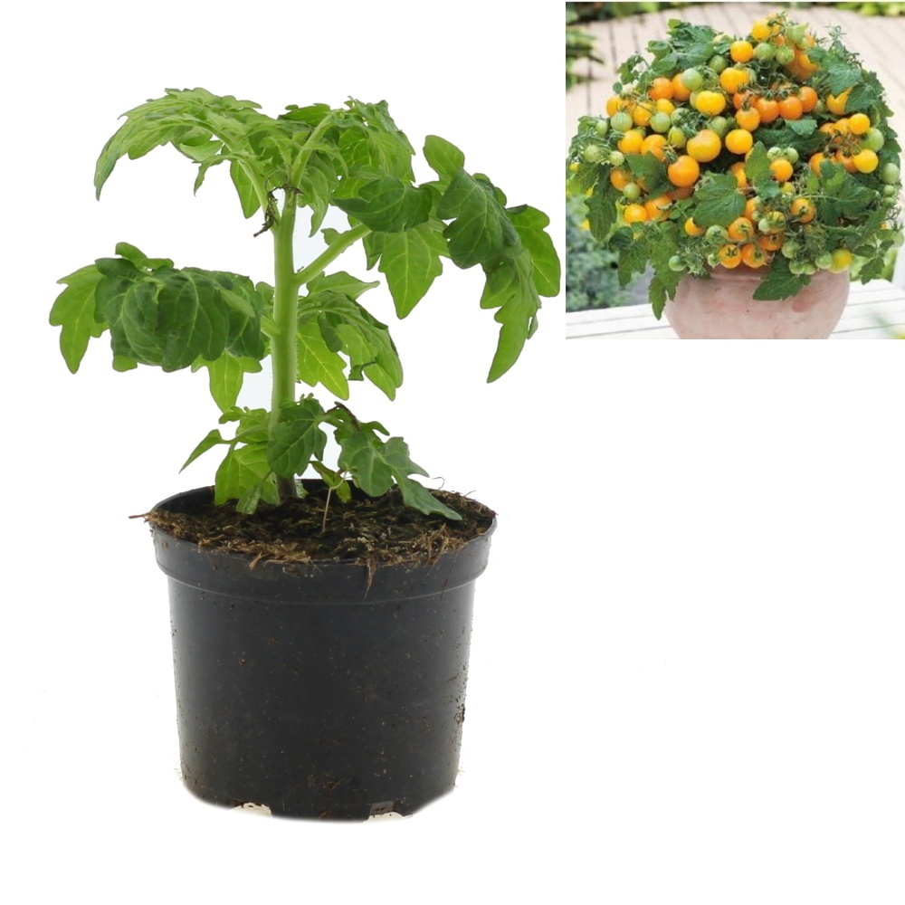 Neroubovaná sadba - Rajče Primagold balkonové, neroubované, květináč 13cm