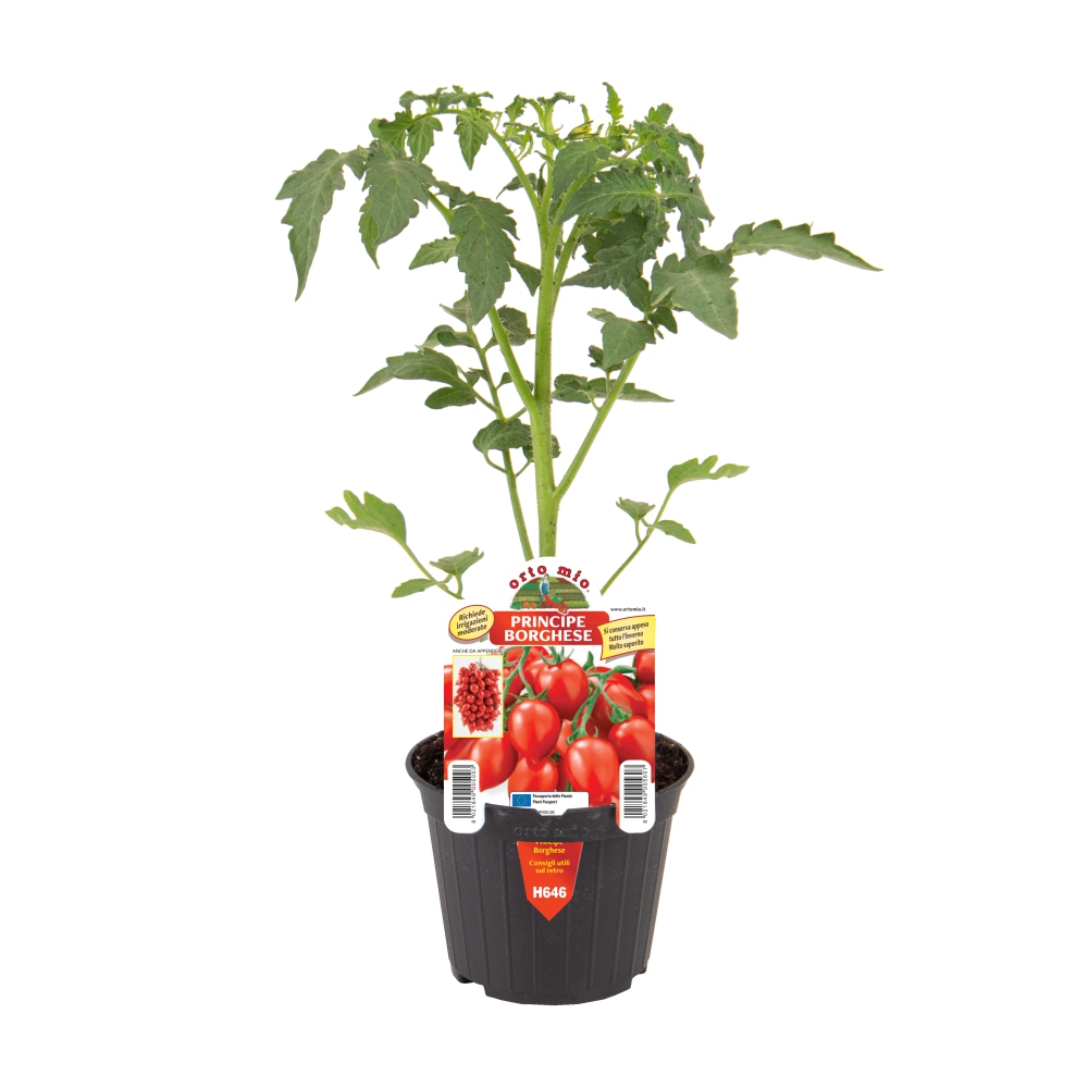 Neroubovaná sadba - Rajče 'Principe Borghese' květináč 10cm