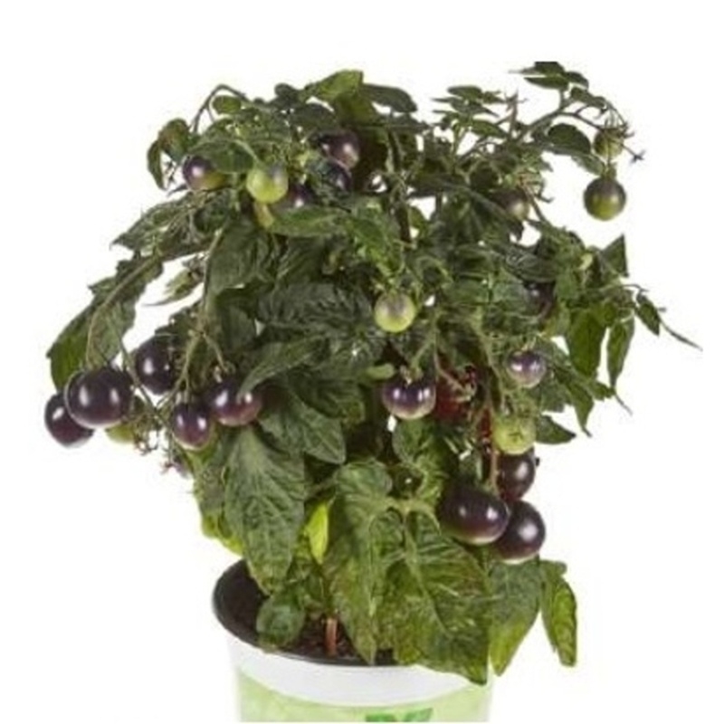 Rajče Purpleboy balkonové, neroubované, květináč 13cm-0