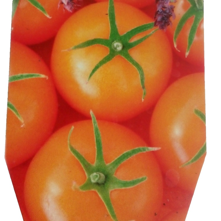 Neroubovaná sadba - Rajče 'Queen Orange' neroubované 12cm