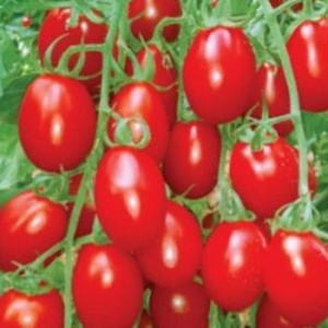 Neroubovaná sadba - Rajče 'Roma' neroubované 12cm