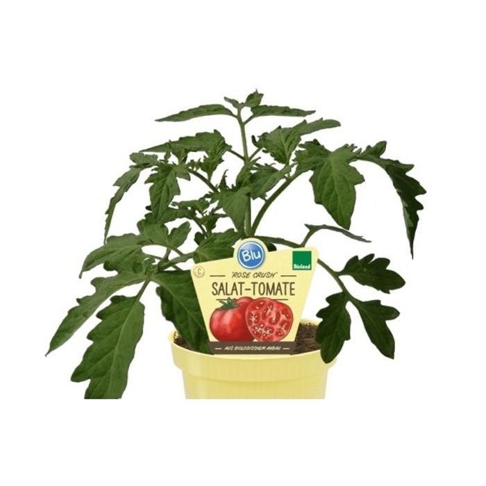 Bylinky - Rajče 'Rose Crush' BIO květináč 12cm