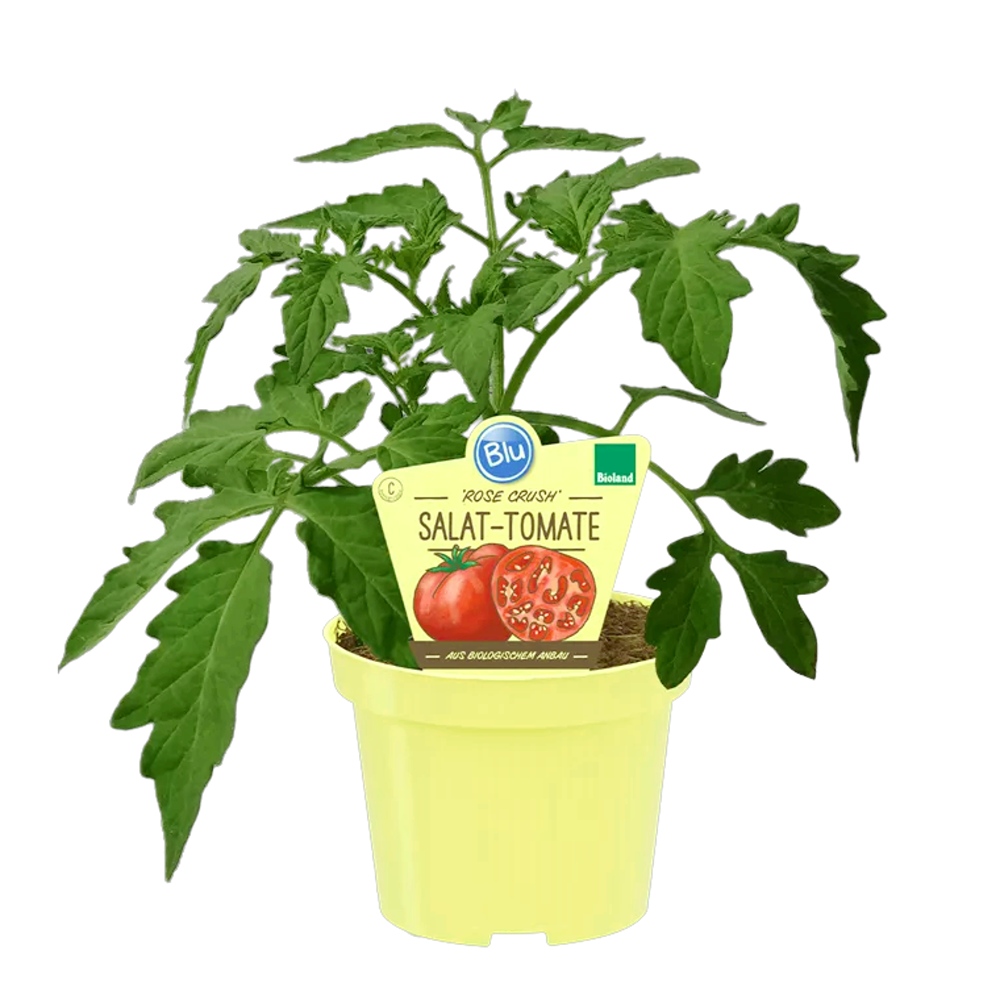 Bylinky - Rajče 'Rose Crush' BIO květináč 12cm