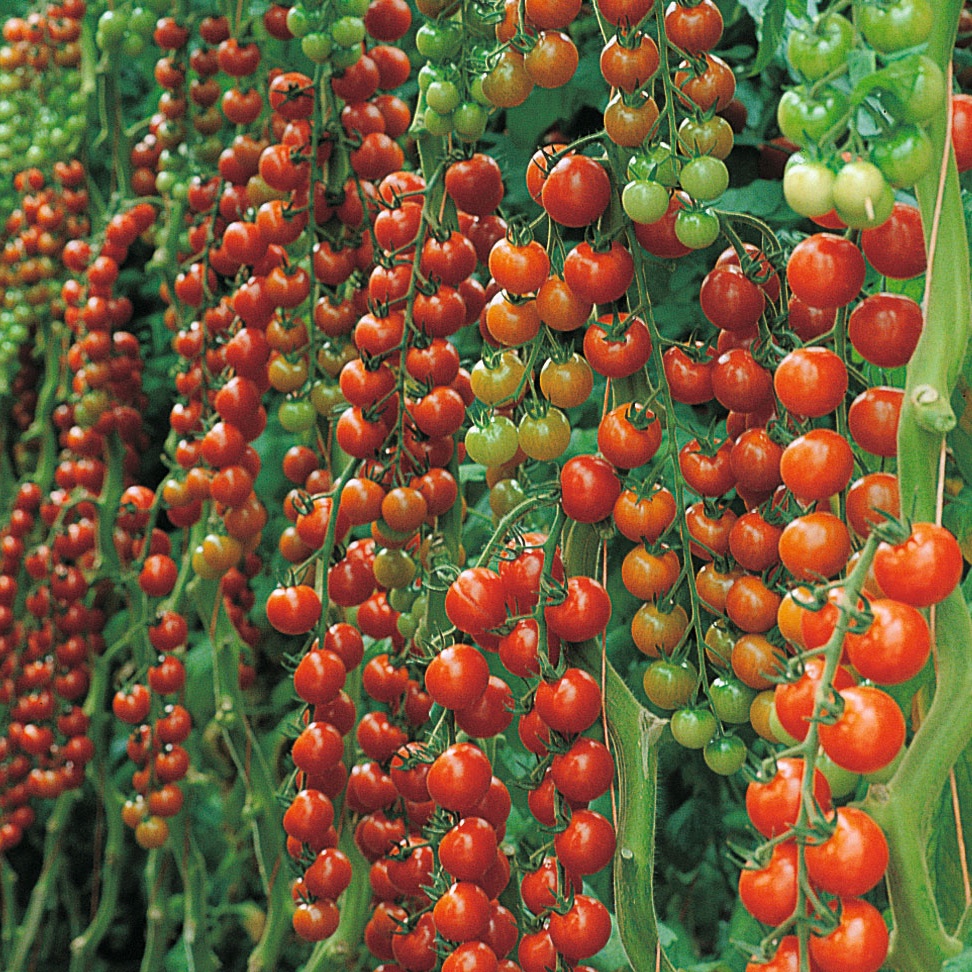 Roubovaná sadba - Rajče Sanvitos F1 roubované 12cm