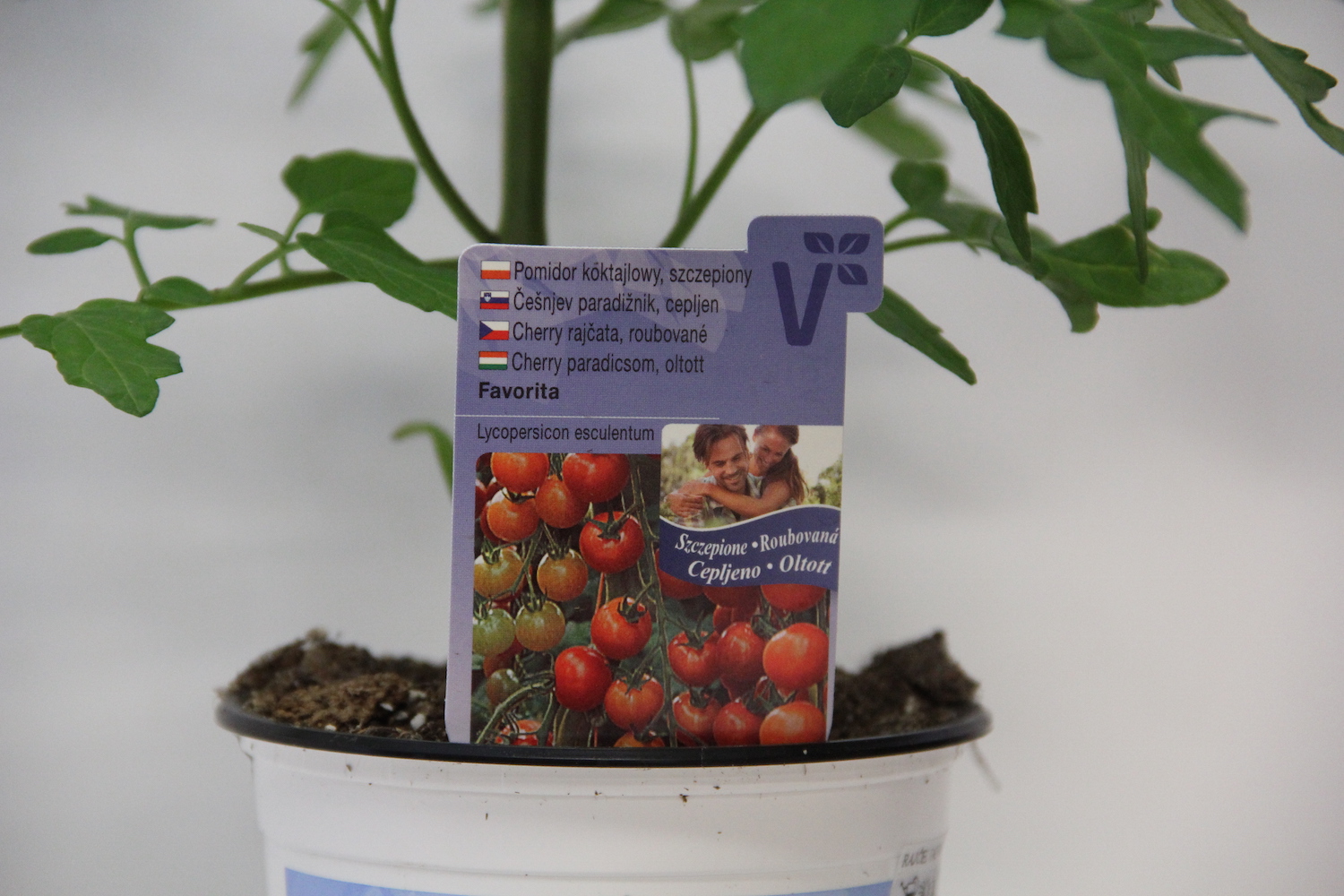 Rajče Sanvitos F1 roubované 12cm-0