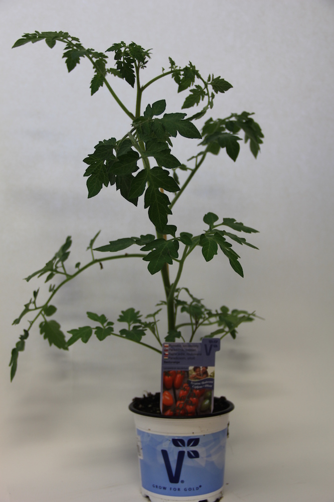 Rajče Sanvitos F1 roubované 12cm-1