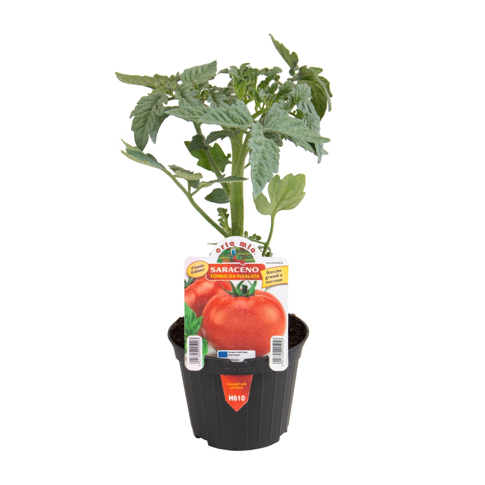 Neroubovaná sadba - Rajče Saraceno F1 květináč 10cm