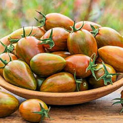 Rostliny - Rajče 'Shimmer' F1 neroubované 12cm