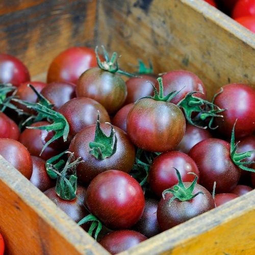 Roubovaná sadba - Rajče Solena Choco roubované 12cm