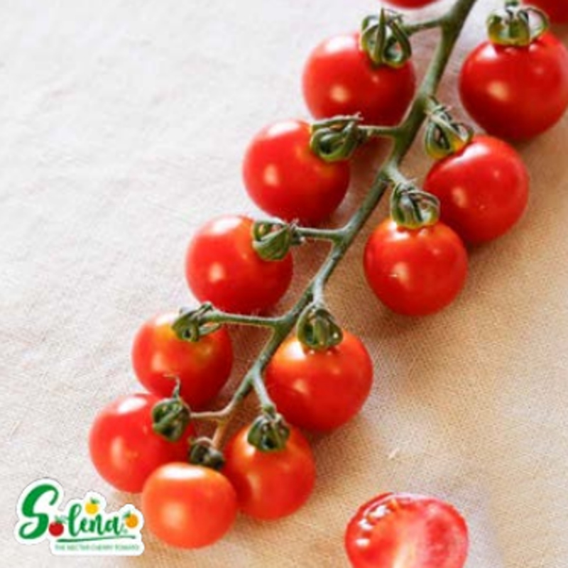 Roubovaná sadba - Rajče Solena Sweet Passion roubované květináč 12cm