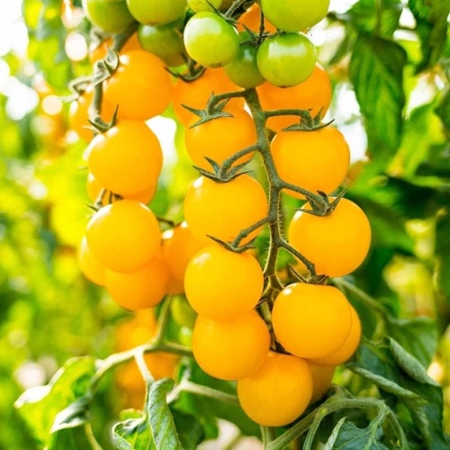 Rajče Solena Yellow roubované 12cm-0