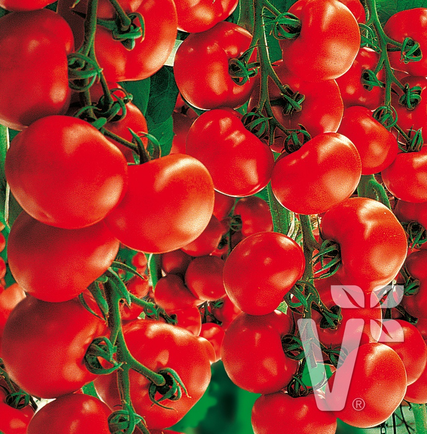 Roubovaná sadba - Rajče Starlias Red roubované 12cm