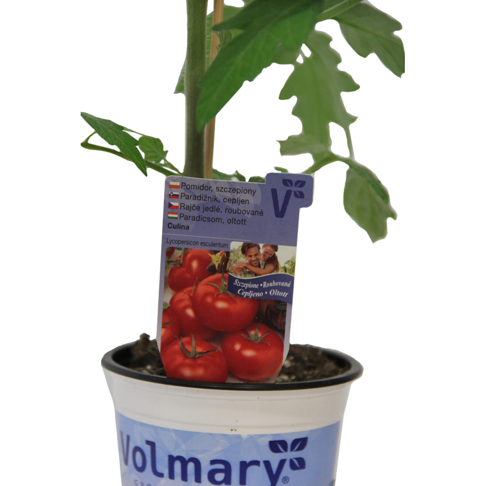 Rajče Starlias Red roubované 12cm-0