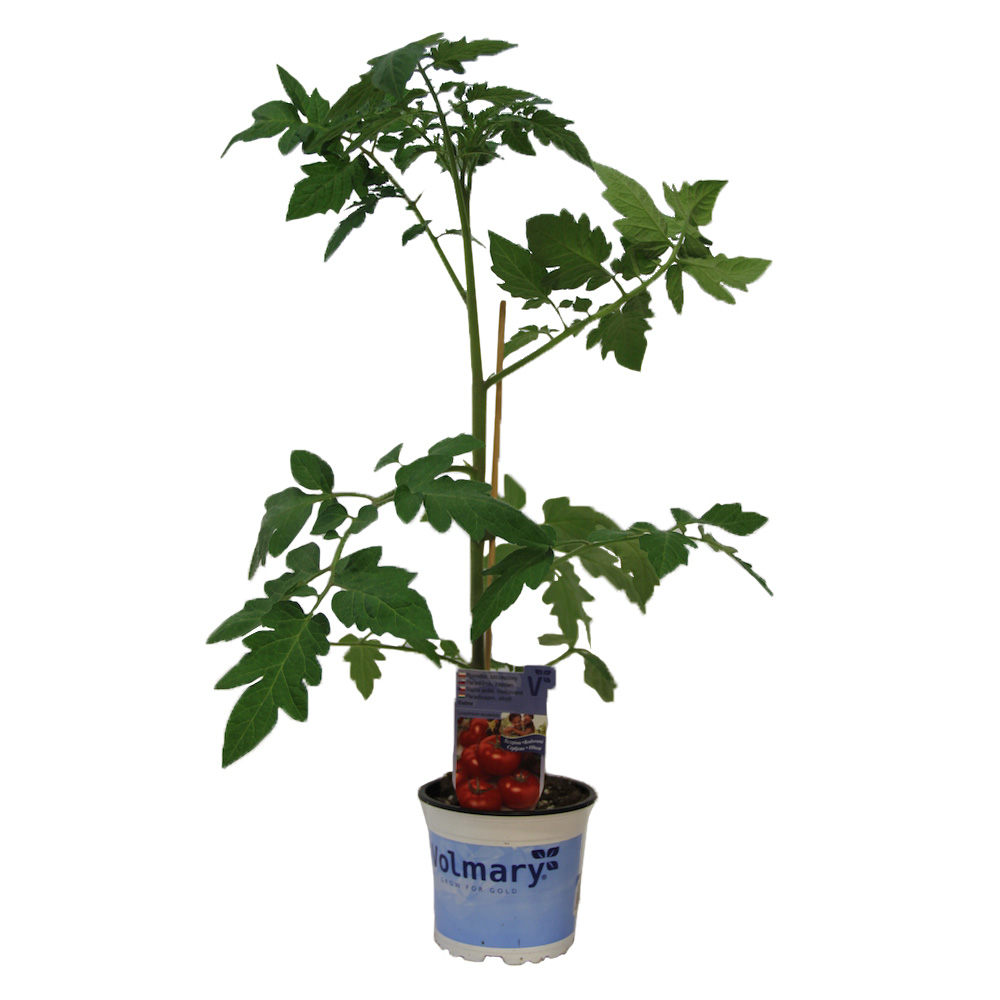 Rajče Starlias Red roubované 12cm-1