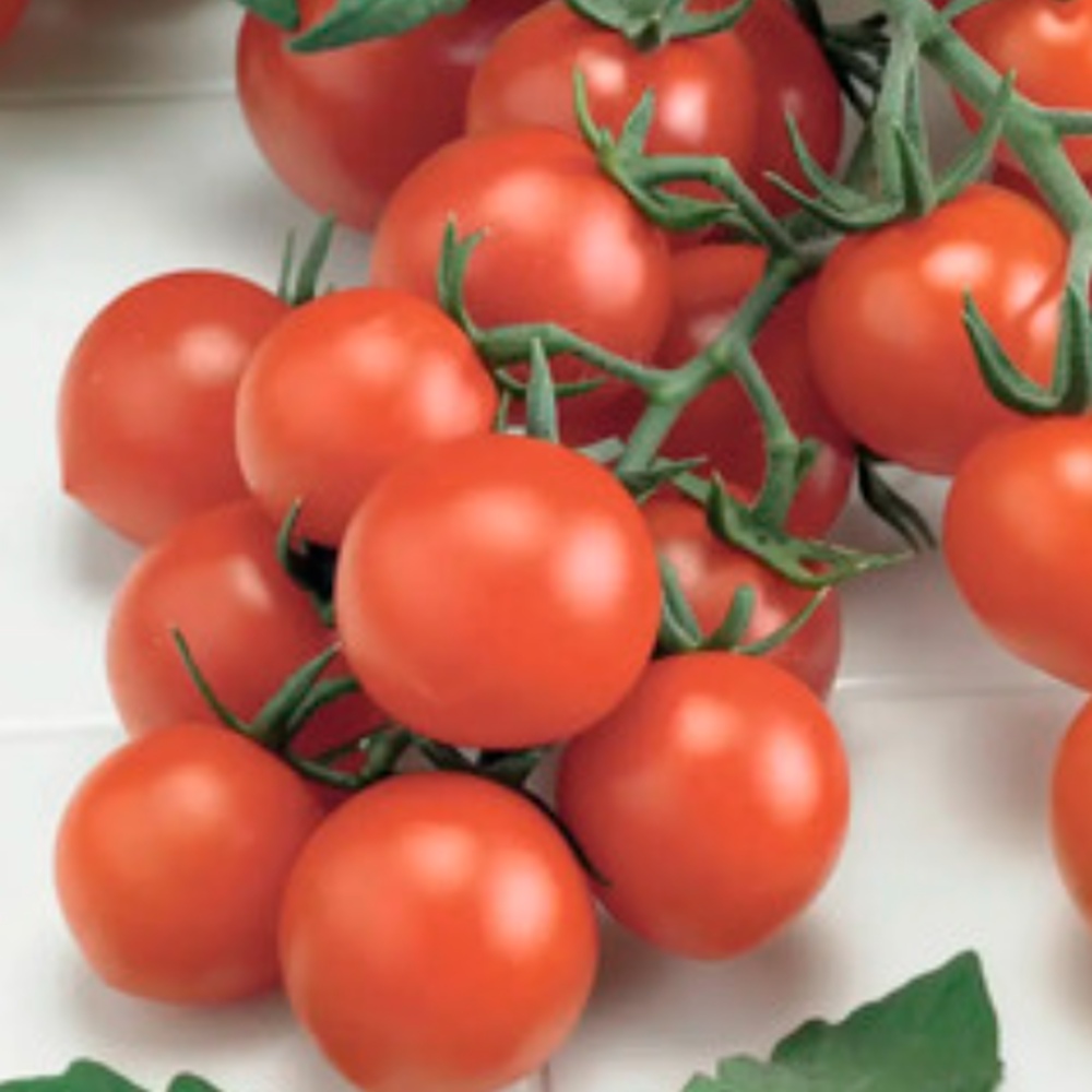 Neroubovaná sadba - Rajče Supersweet 100 neroubované květináč 10,5cm