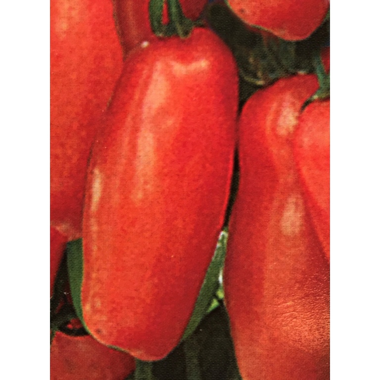 Roubovaná sadba - Rajče Tuma Red roubované 12cm