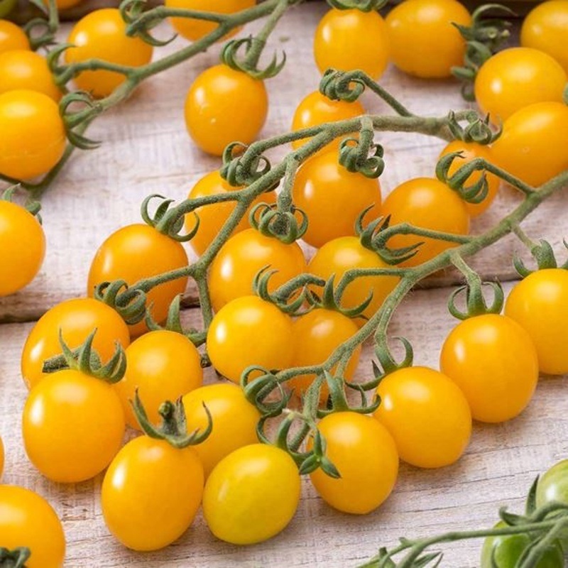 Neroubovaná sadba - Rajče Yellow Clementine neroubované 12cm