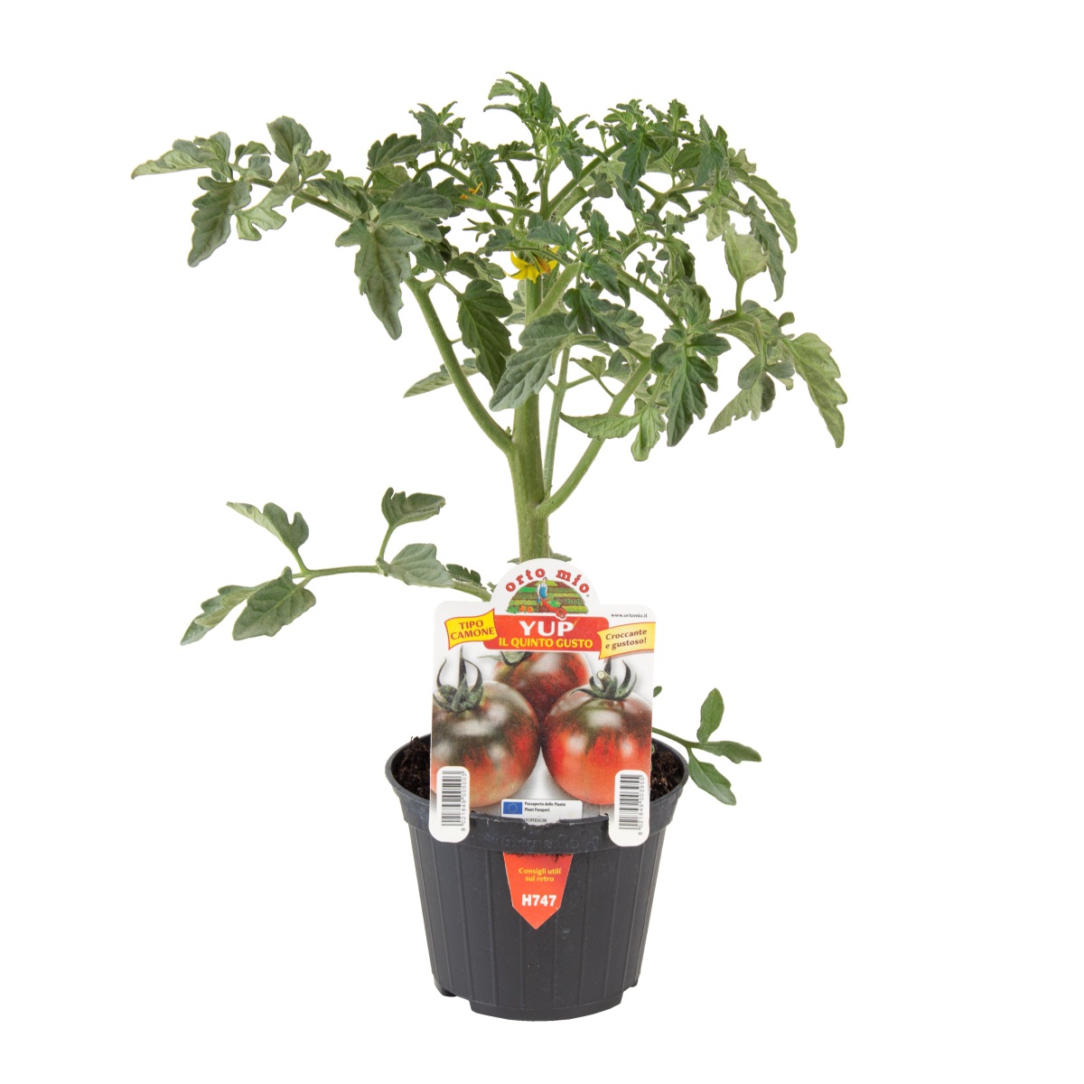 Neroubovaná sadba - Rajče Yup F1 květináč 10cm