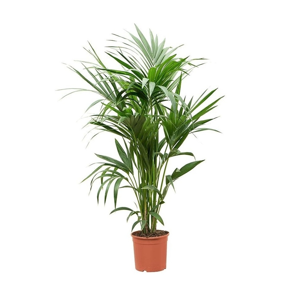 Okrasné pokojové rostliny - Rajská palma výška 150cm, květináč 27cm