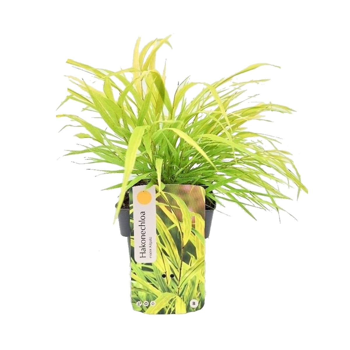 Traviny - Rákostník japonský All Gold květináč 2 litry