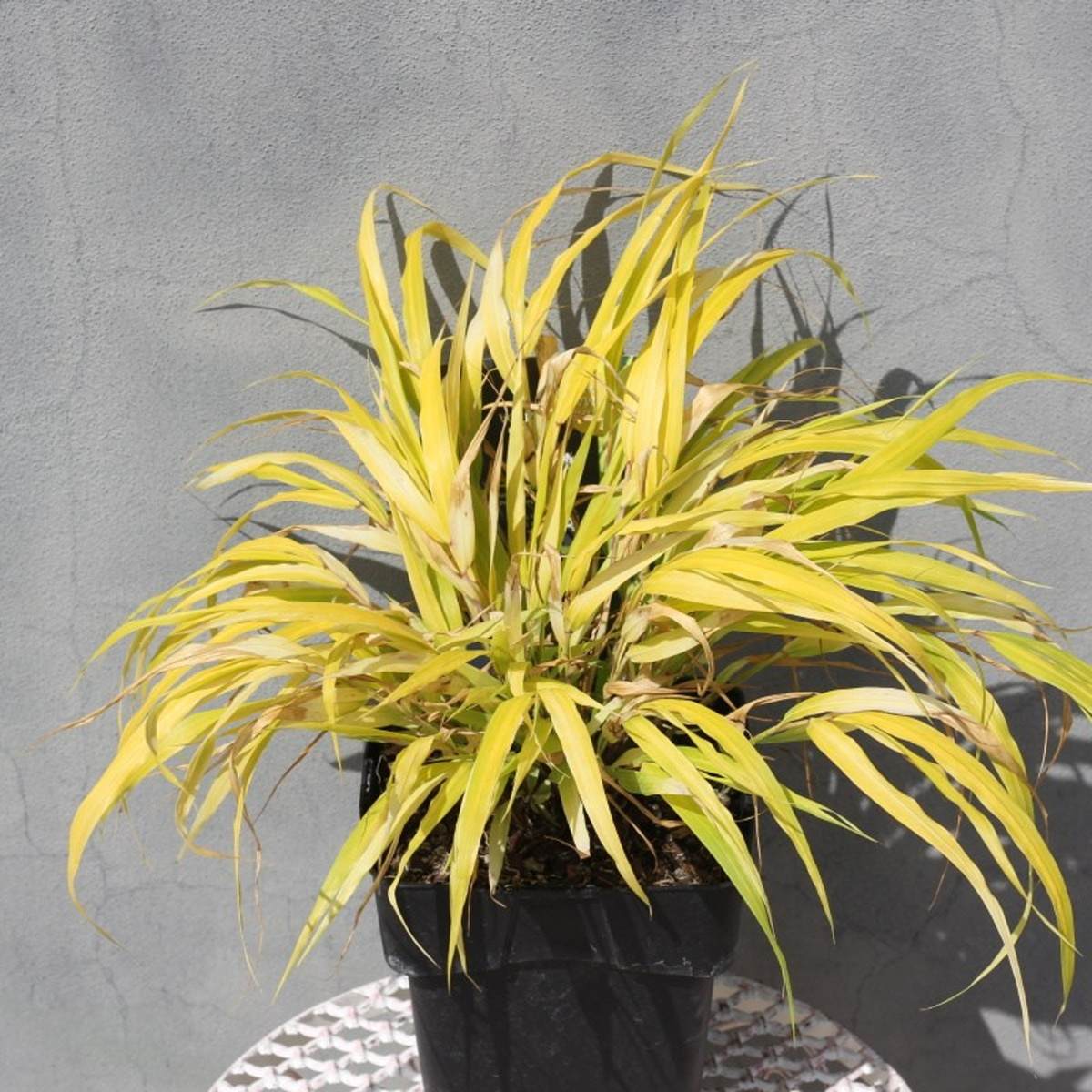 Rákostník japonský All Gold květináč 2 litry-0