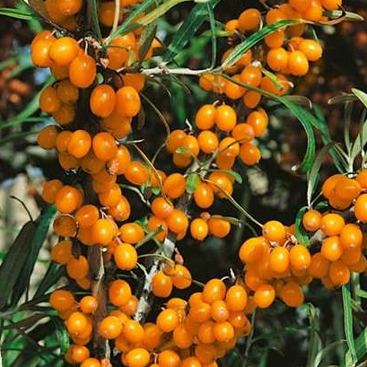 Rostliny - Rakytník řešetlákový Friesdorfer Orange květináč 2,5 litru, keř, SAMOSPRAŠNÝ