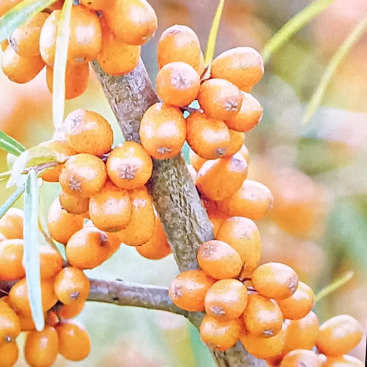Ostatní drobné ovoce - Rakytník řešetlákový Friesdorfer Orange výška 50/60cm, kvetináč 4,5 litru
