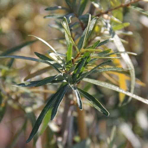 Ostatní drobné ovoce - Rakytník řešetlákový 'Frugana' květináč 2 litry, keř, samice