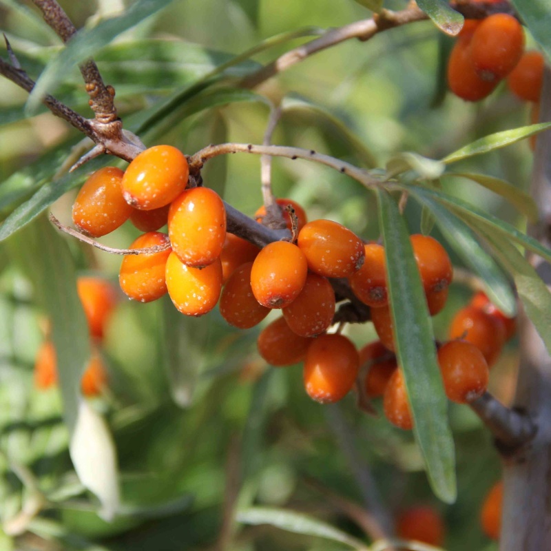 Ostatní drobné ovoce - Rakytník řešetlákový 'Leikora' květináč 2,5 litru, keř, samice