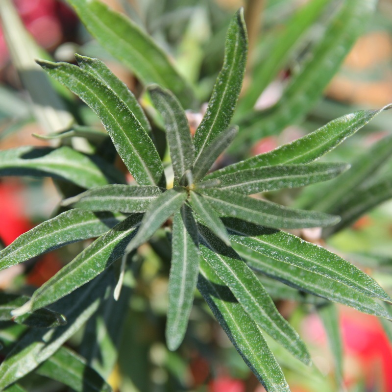 Ostatní drobné ovoce - Rakytník řešetlákový 'Opylovač K+' květináč 2 litry, keř, samec