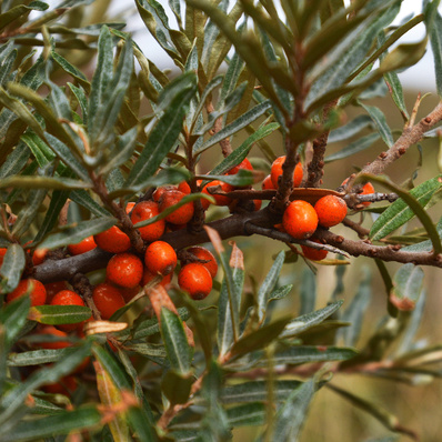 Rostliny - Rakytník řešetlákový 'Orange Energy' květináč 2 litry, keř, samice